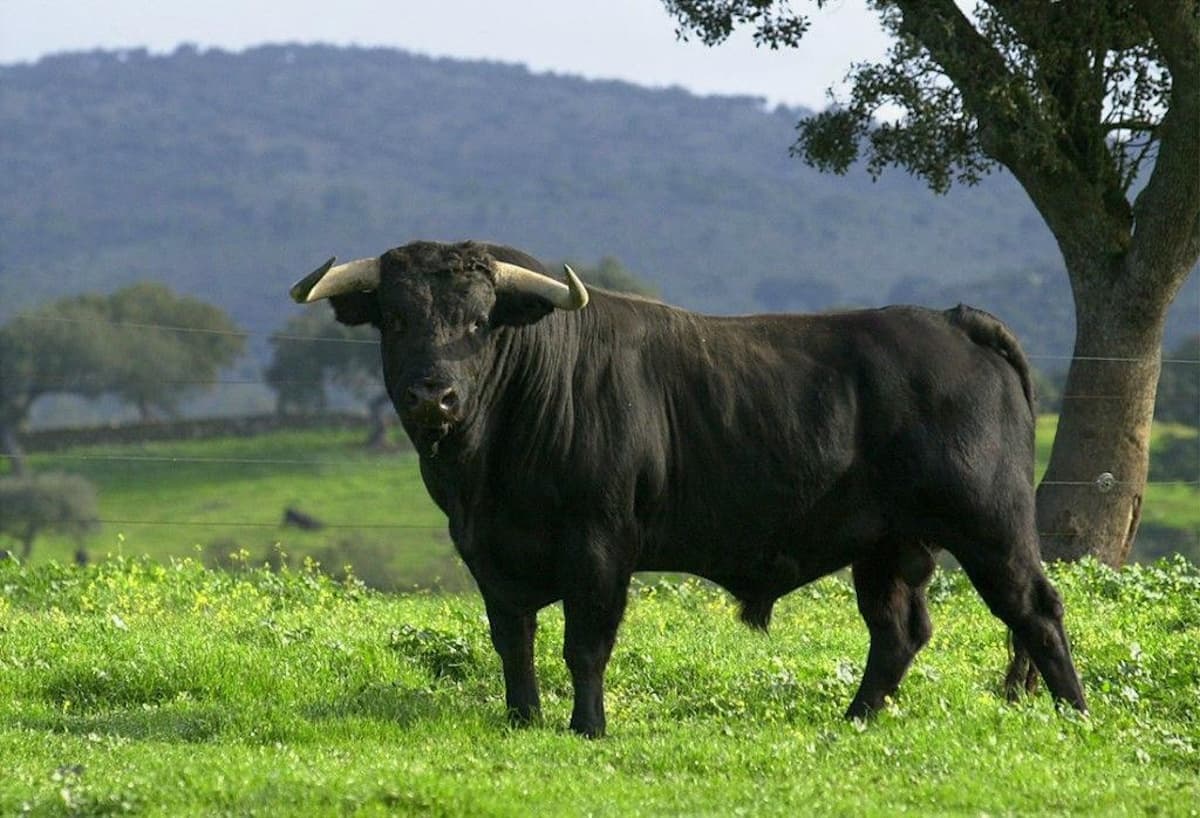 Toro en la dehesa
